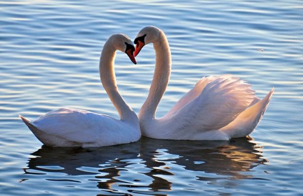 swan