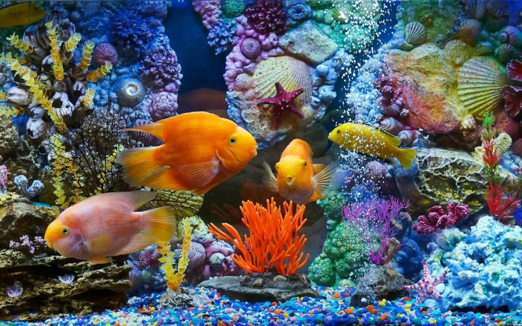 Кутхуми - Мысли, как рыбы в аквариуме